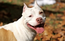 Pitbull Köpek Türleri ve Özellikleri