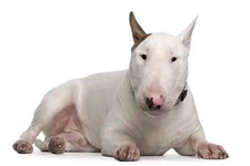 Bull Terrier Türleri ve Özellikleri