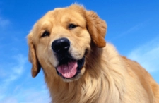 Köpek Cinsleri Hangileridir?