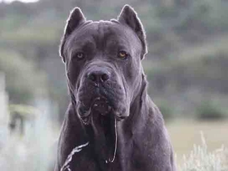 Cane Corso Türleri ve Özellikleri