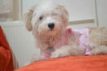 Kaniş Türleri ve Özellikleri