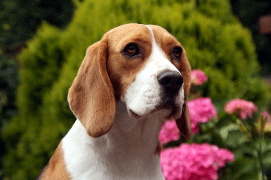 Beagle Kopek