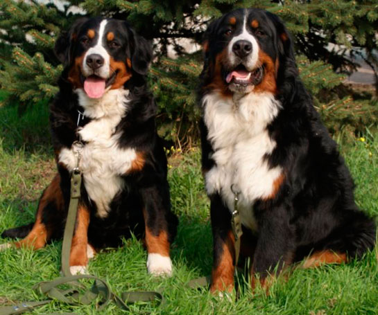 Bernese Da Kpei