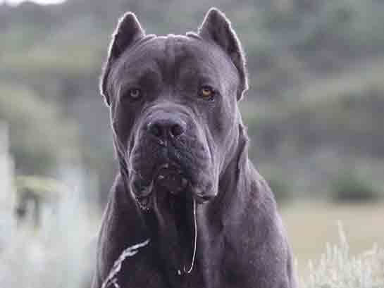 Cane Corso