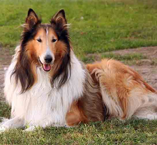 Collie