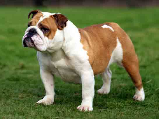 İngiliz Bulldog