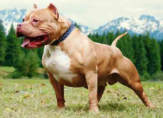 Pitbull