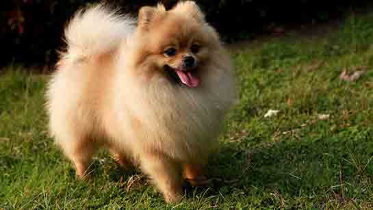 Pomeranian