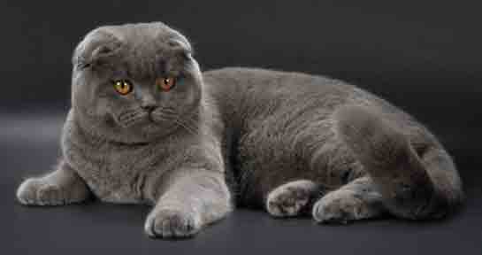 Scottish Fold