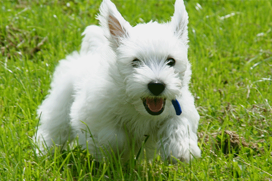 Terrier Kpek